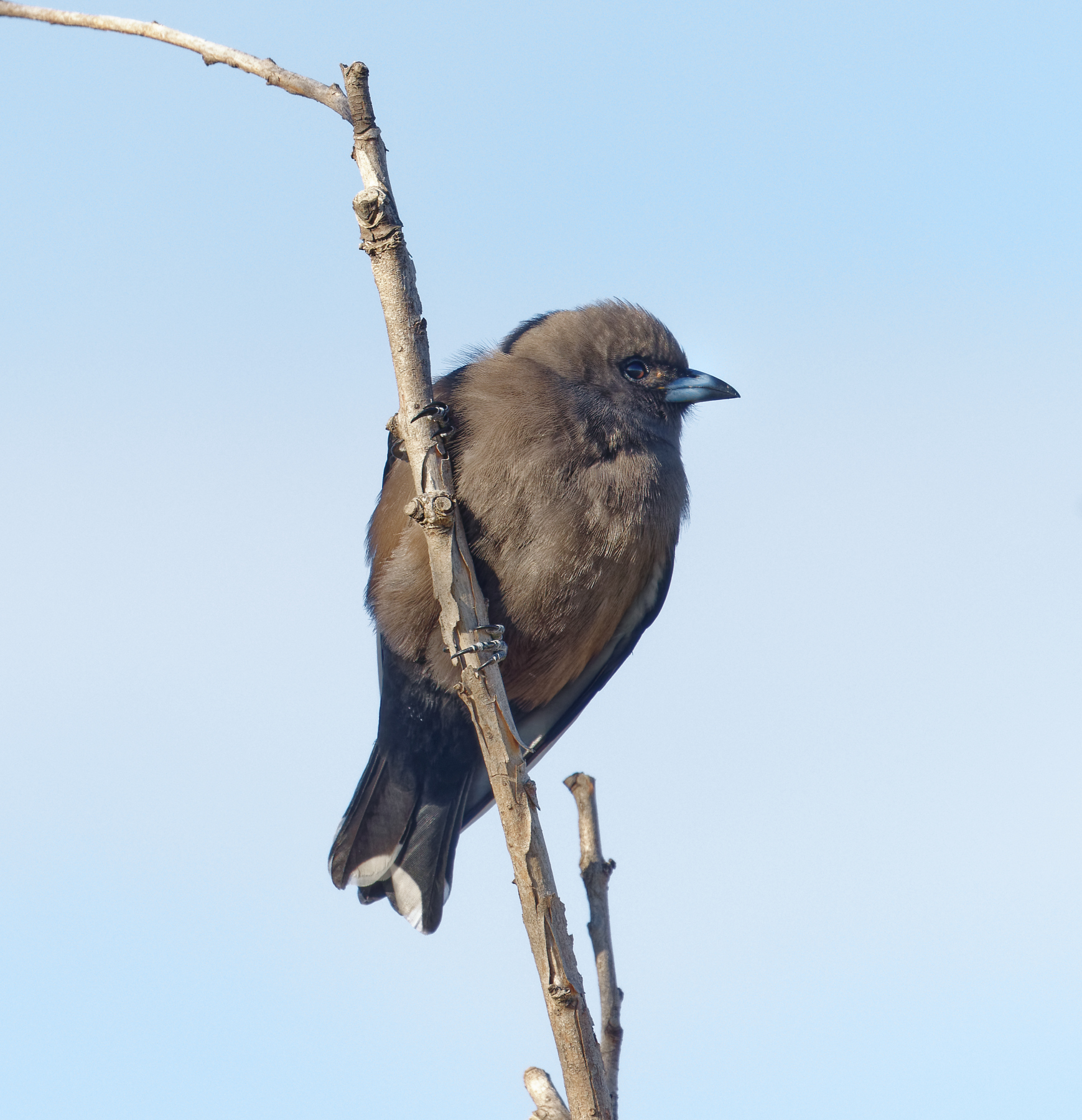 Dusky Woodswallow (Image ID 41169)
