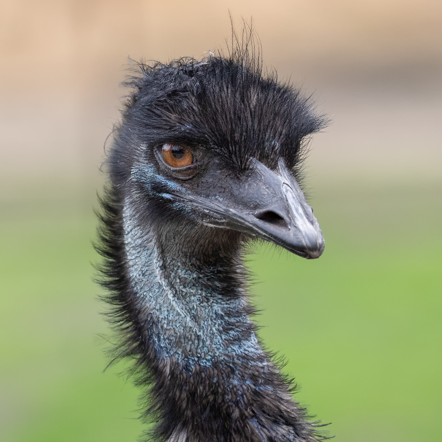 Emu (Image ID 41589)