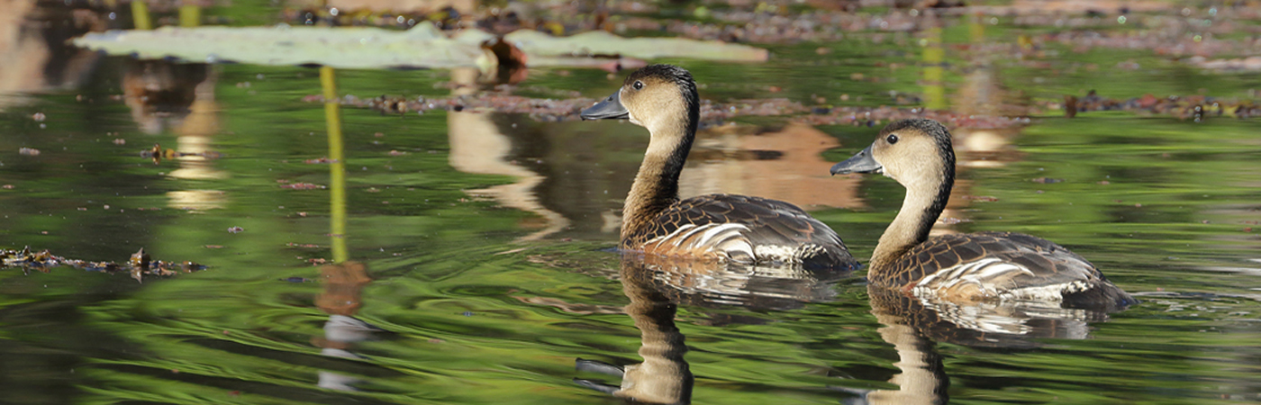 Wandering Whistling-Duck (Image ID 41186)