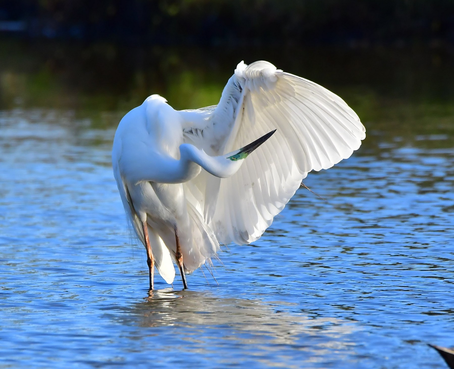 Great Egret (Image ID 41095)