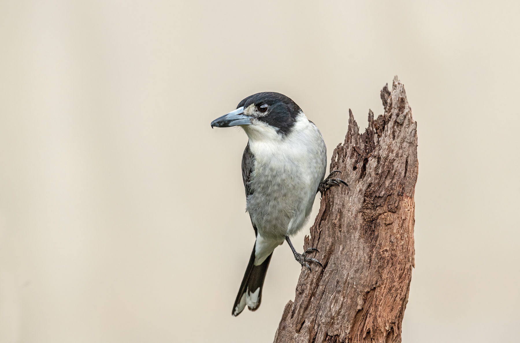 Grey Butcherbird (Image ID 41110)
