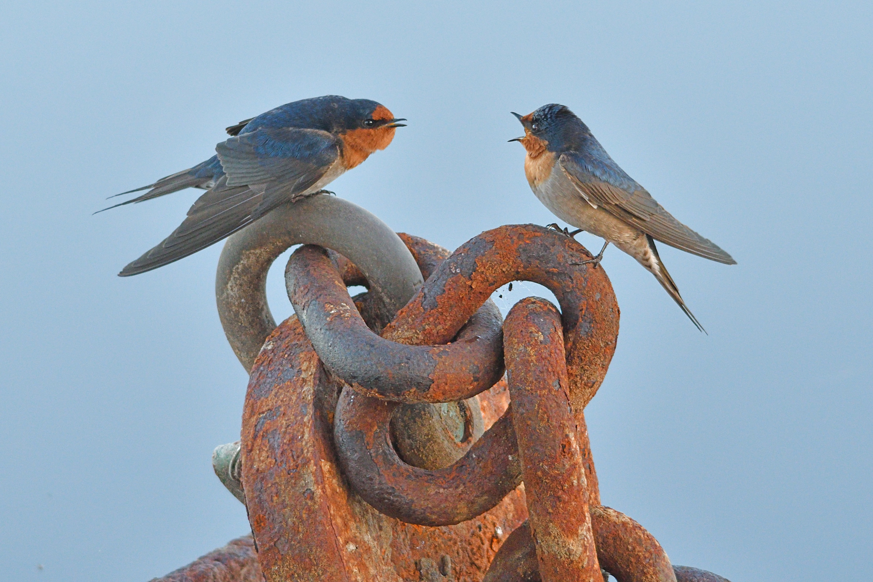 Welcome Swallow (Image ID 41190)