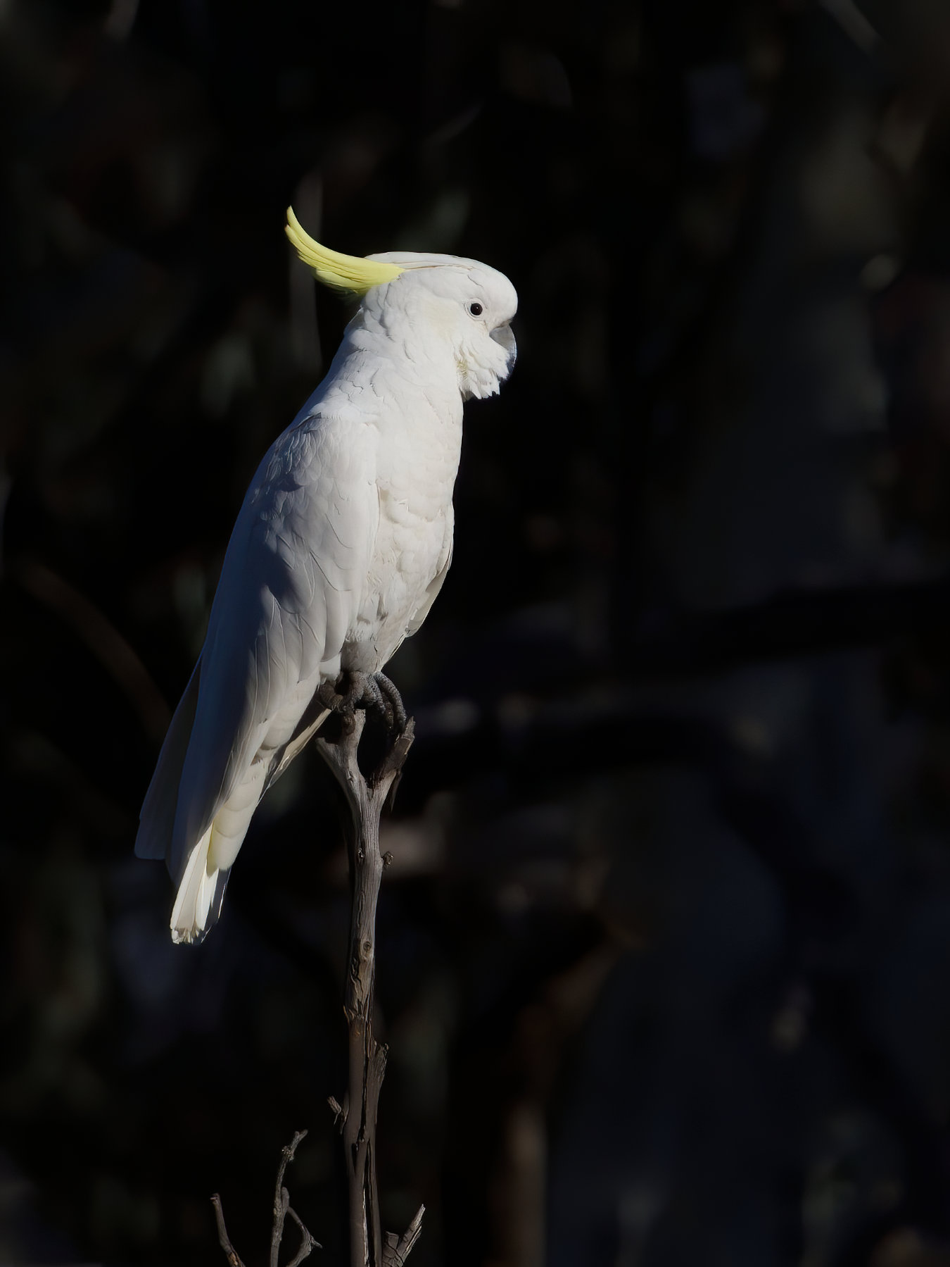 Sulphur-crested Cockatoo (Image ID 41135)