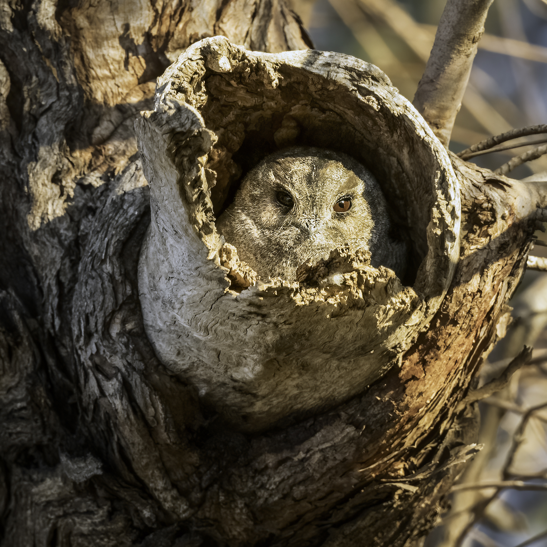 Australian Owlet-nightjar (Image ID 41355)