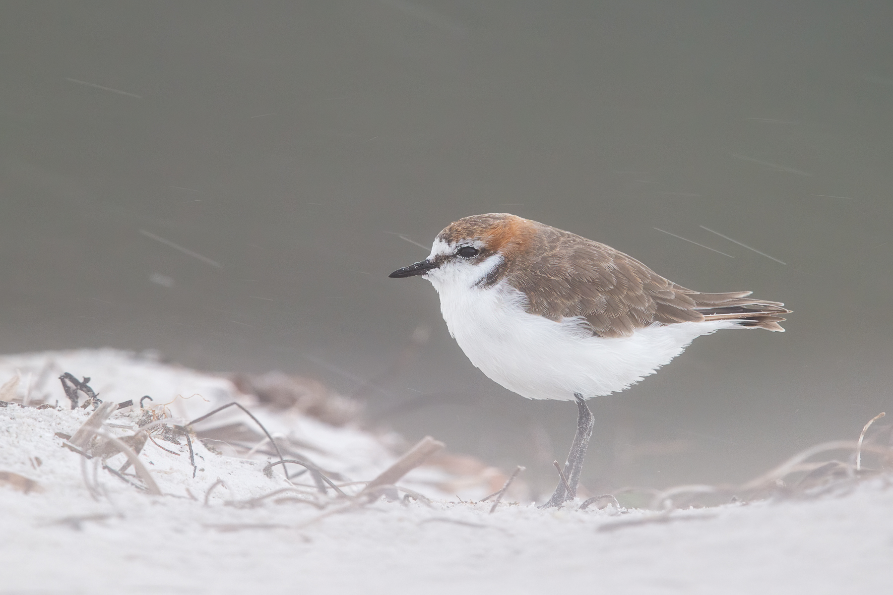 Red-capped Plover (Image ID 41549)