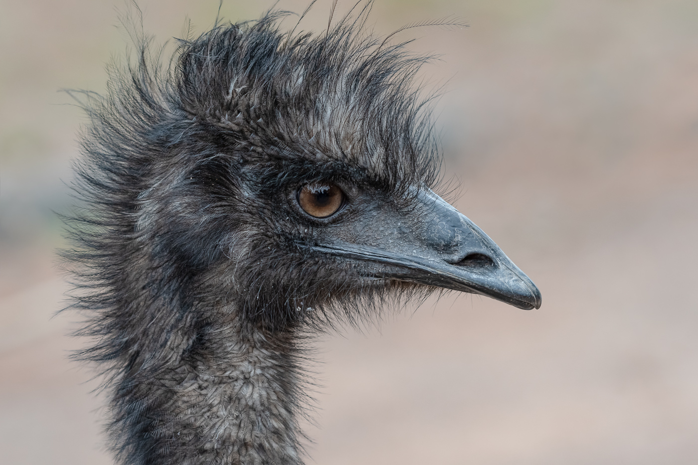 Emu (Image ID 41473)