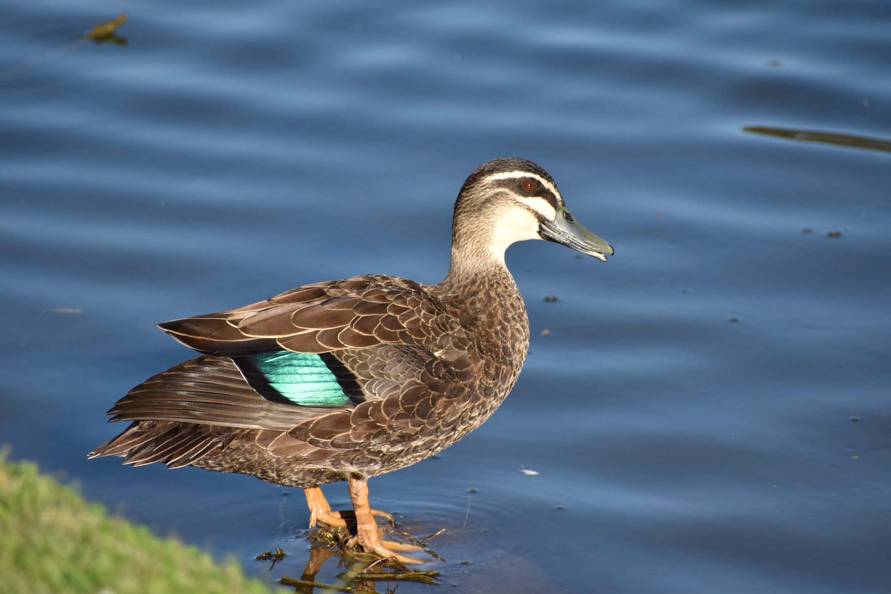 Pacific Black Duck (Image ID 41192)