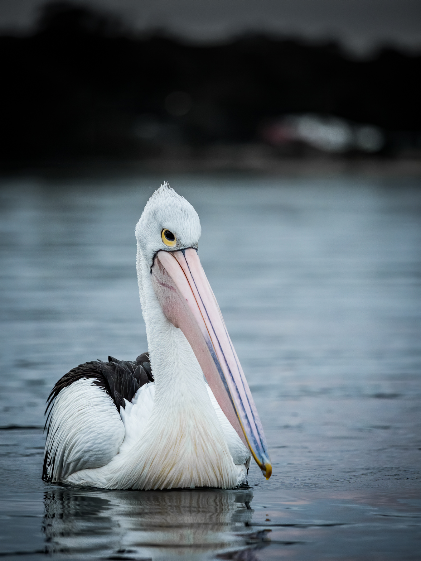 Australian Pelican (Image ID 41113)