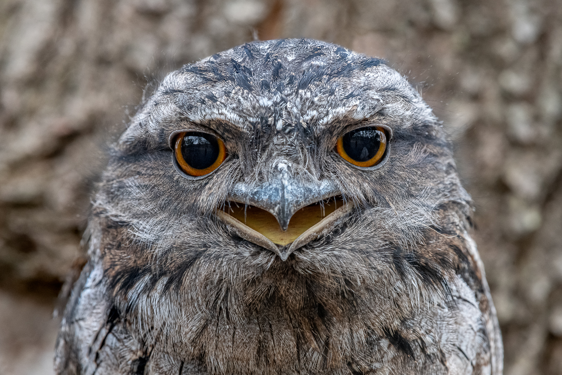 Tawny Frogmouth (Image ID 41569)