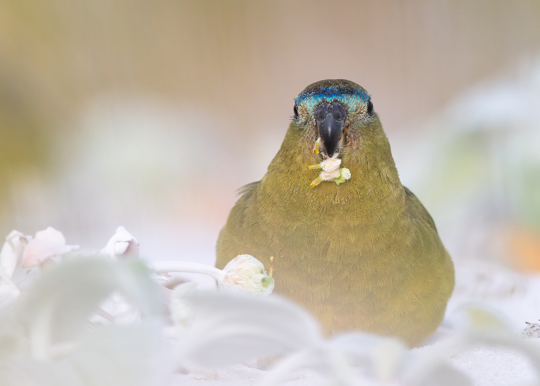 Rock Parrot (Image ID 41551)