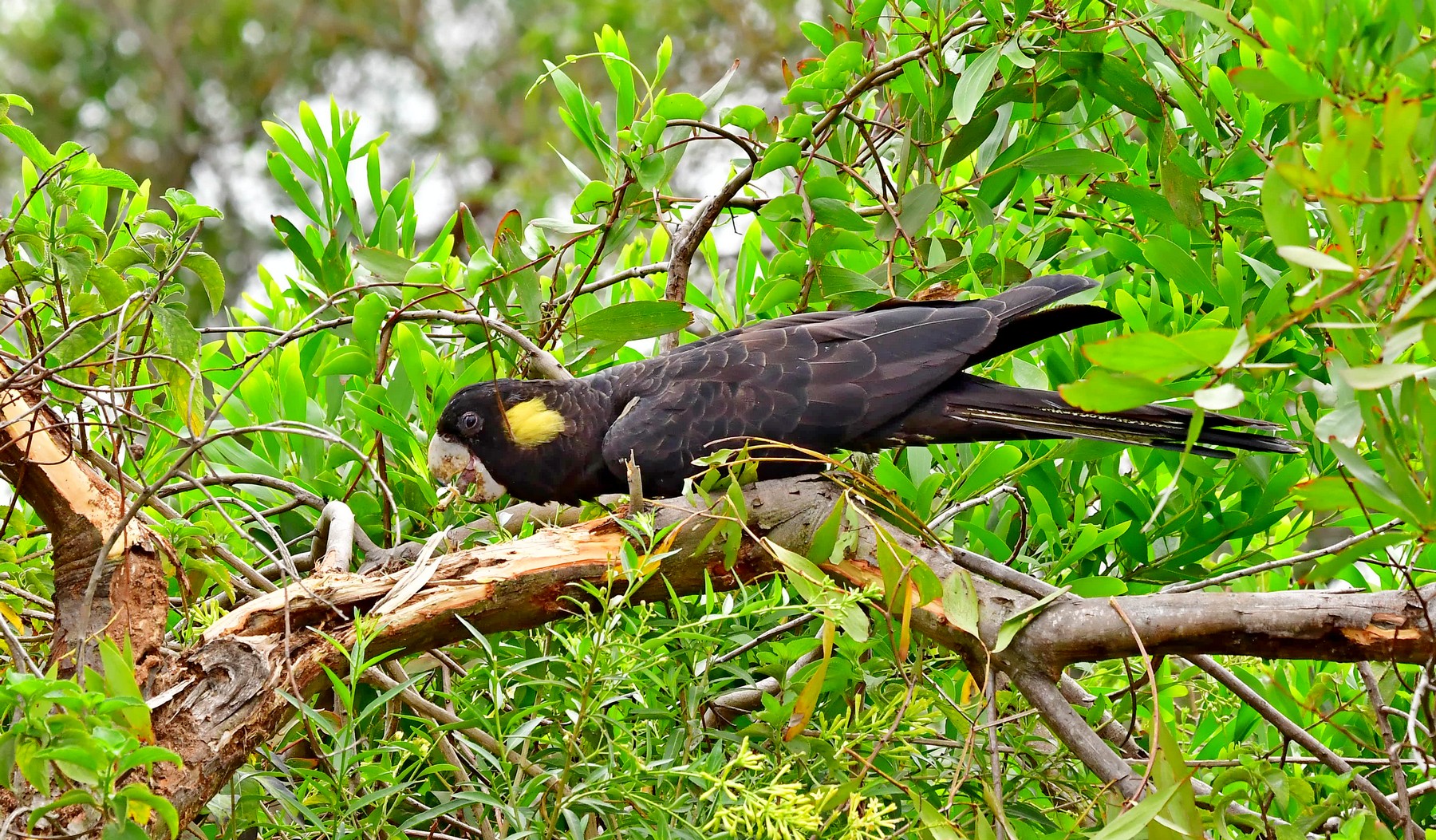 Yellow-tailed Black-Cockatoo (Image ID 41283)