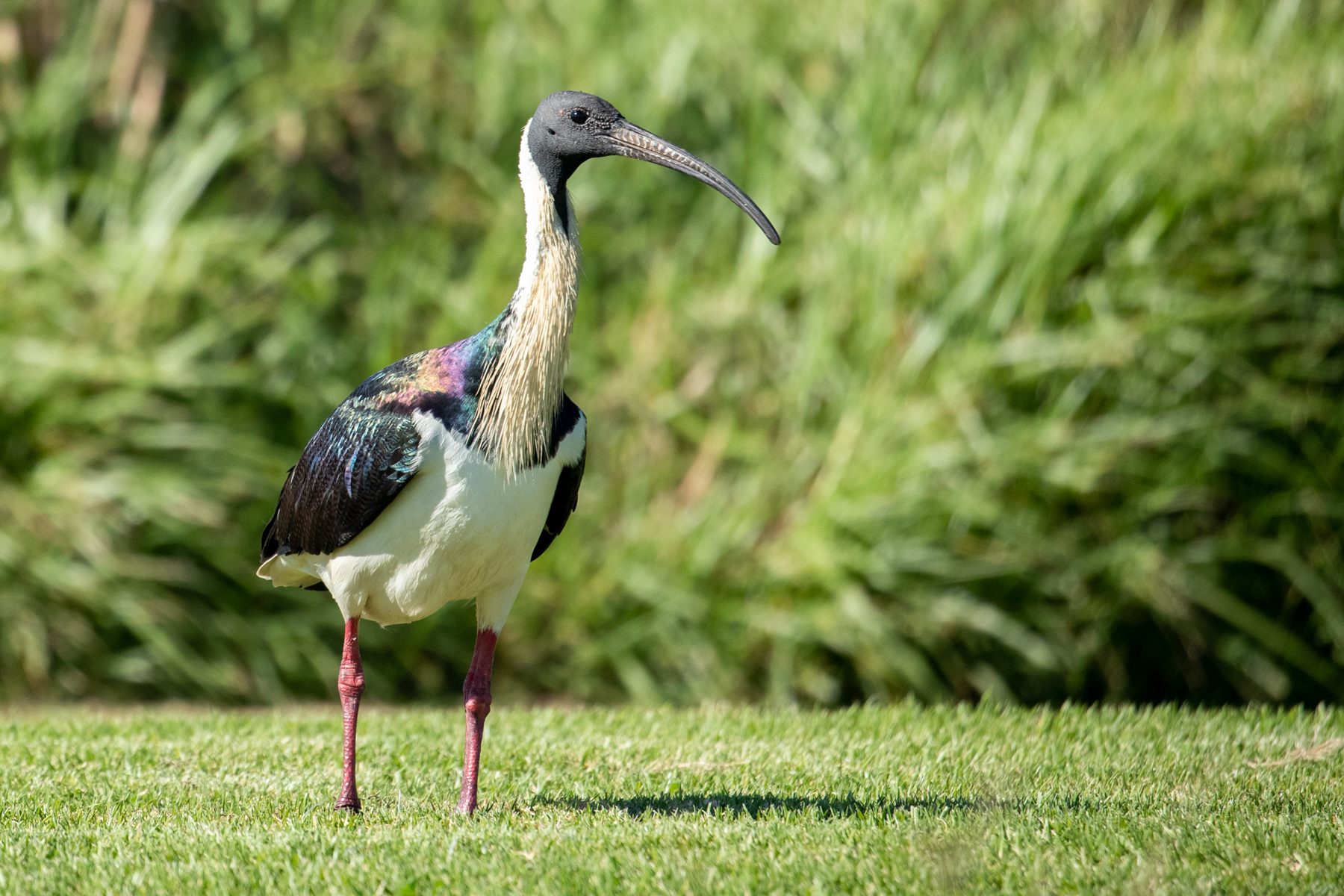Straw-necked Ibis (Image ID 41487)