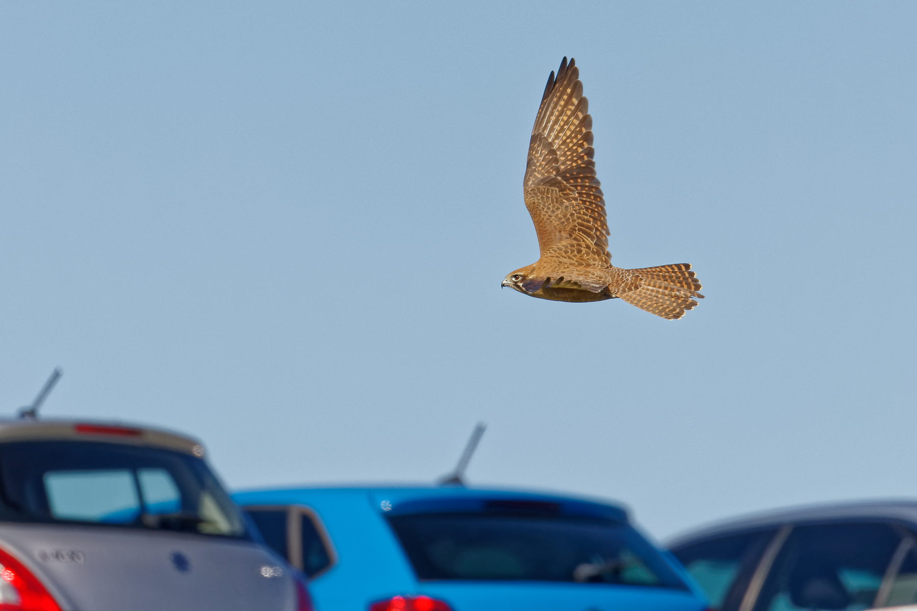 Brown Falcon (Image ID 41335)