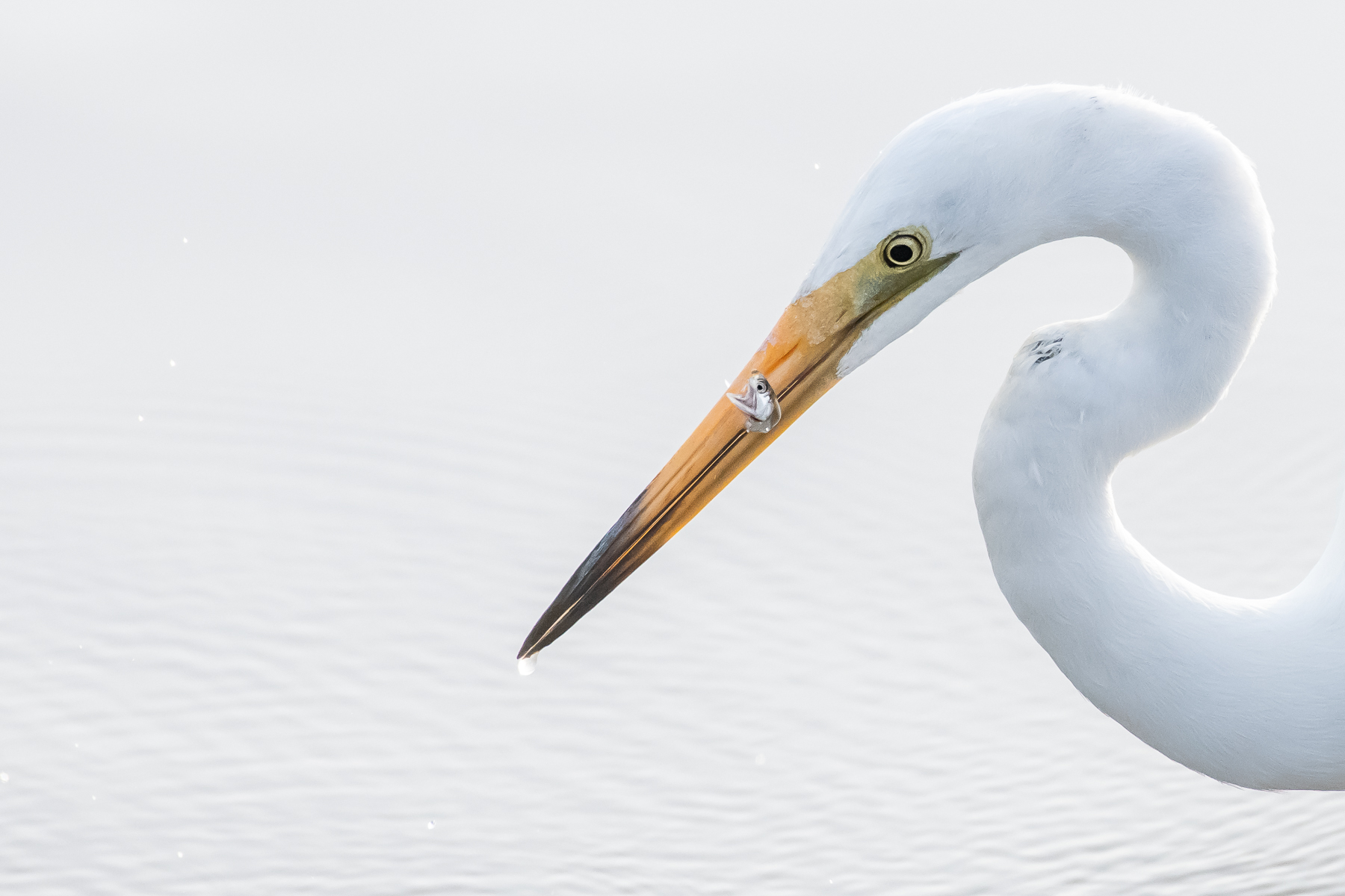 Great Egret (Image ID 41575)