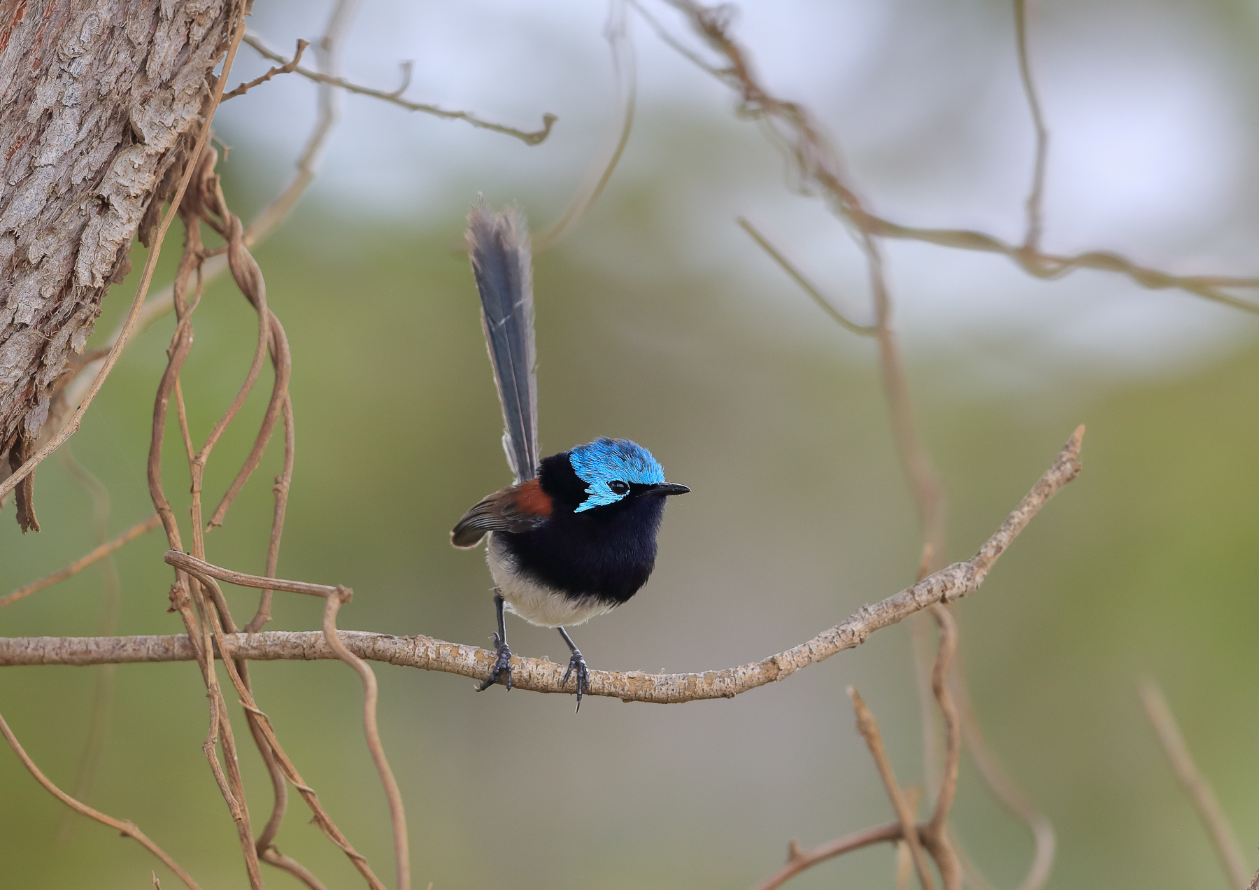 Red-winged Fairy-wren (Image ID 41527)