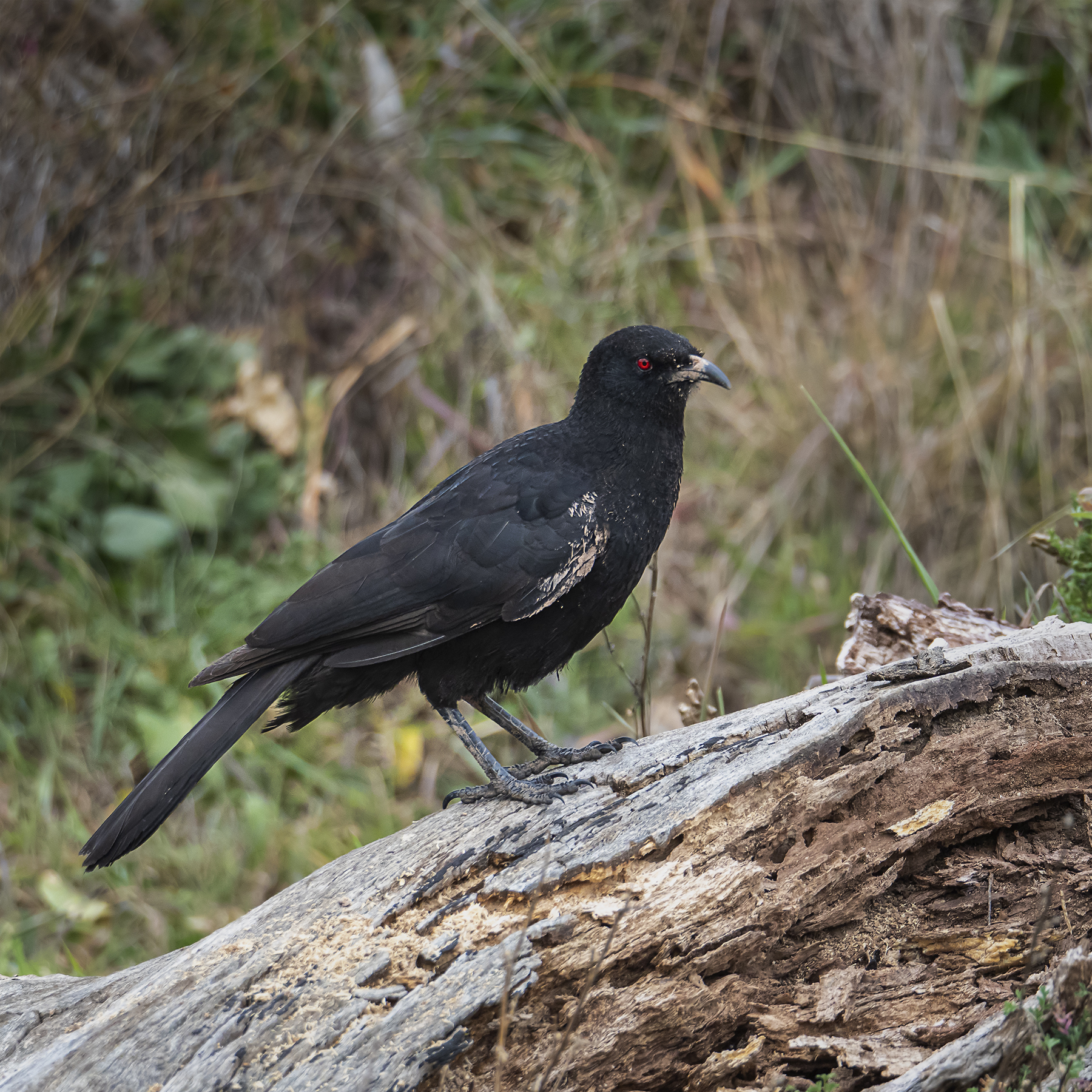 White-winged Chough (Image ID 41450)