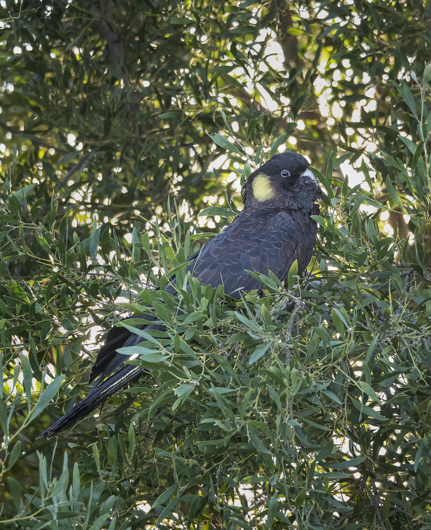 Yellow-tailed Black-Cockatoo (Image ID 41297)