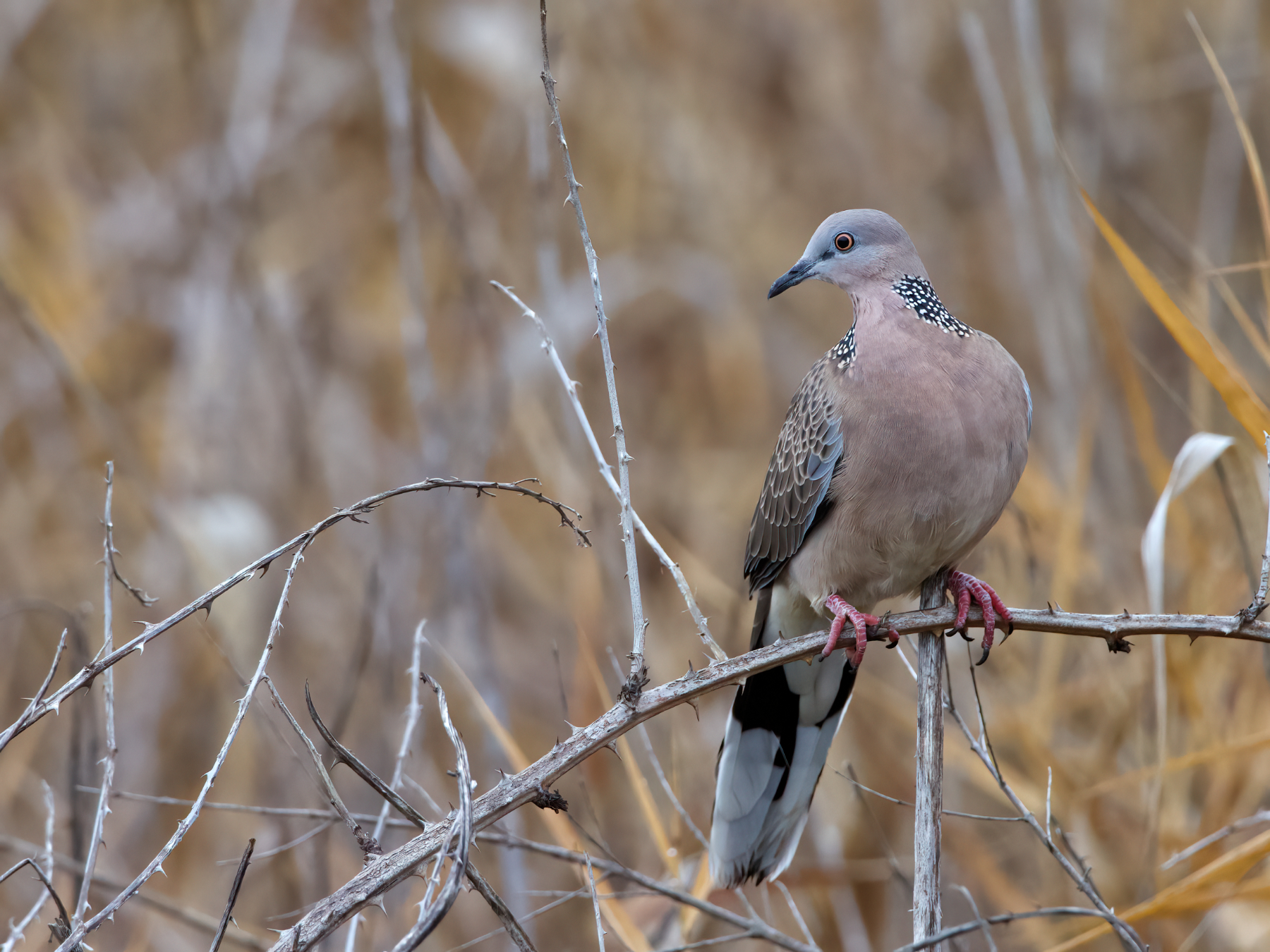 Spotted Dove (Image ID 41274)