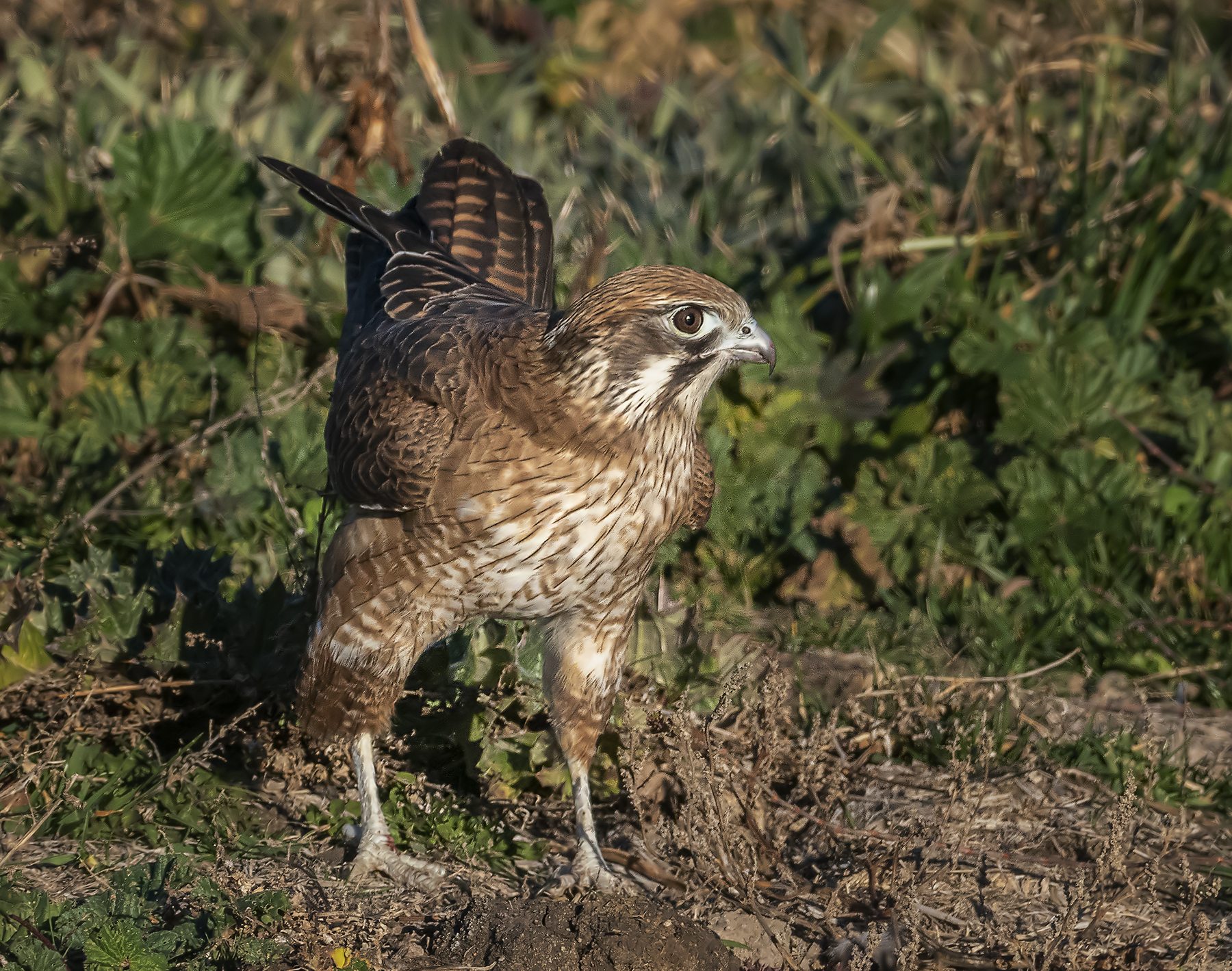 Brown Falcon (Image ID 41145)