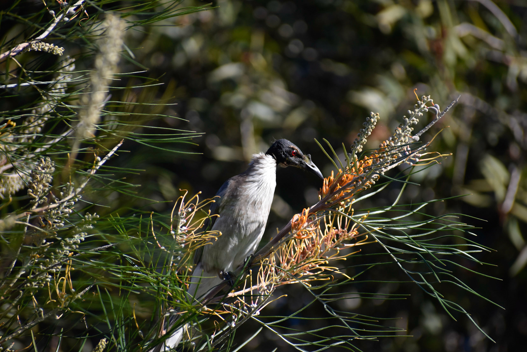 Noisy Friarbird (Image ID 41292)