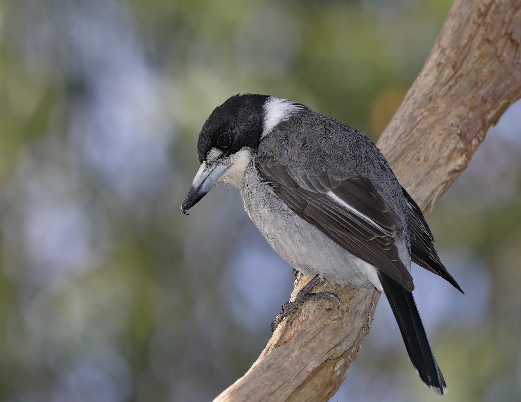 Grey Butcherbird (Image ID 41343)