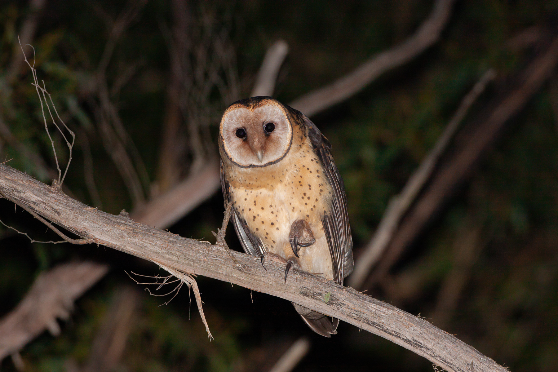 Masked Owl (Image ID 41099)