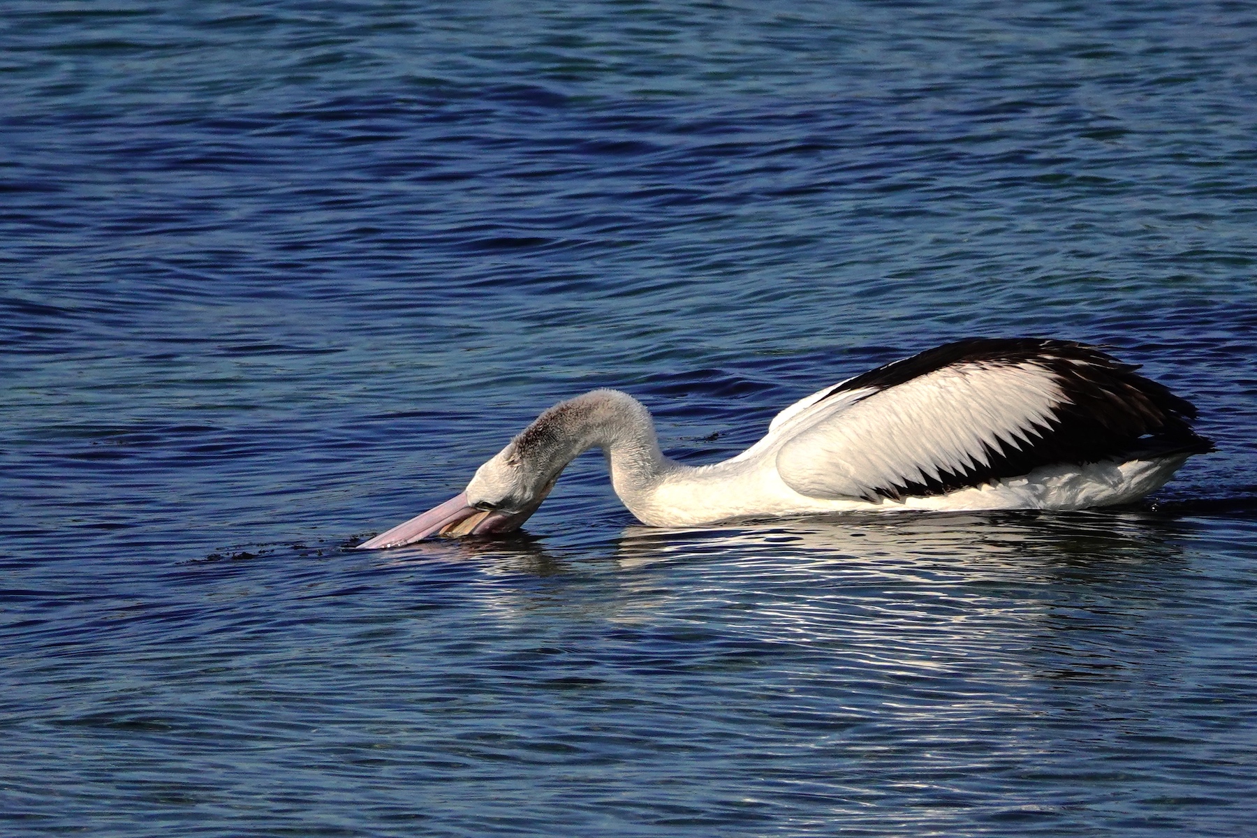 Australian Pelican (Image ID 41100)