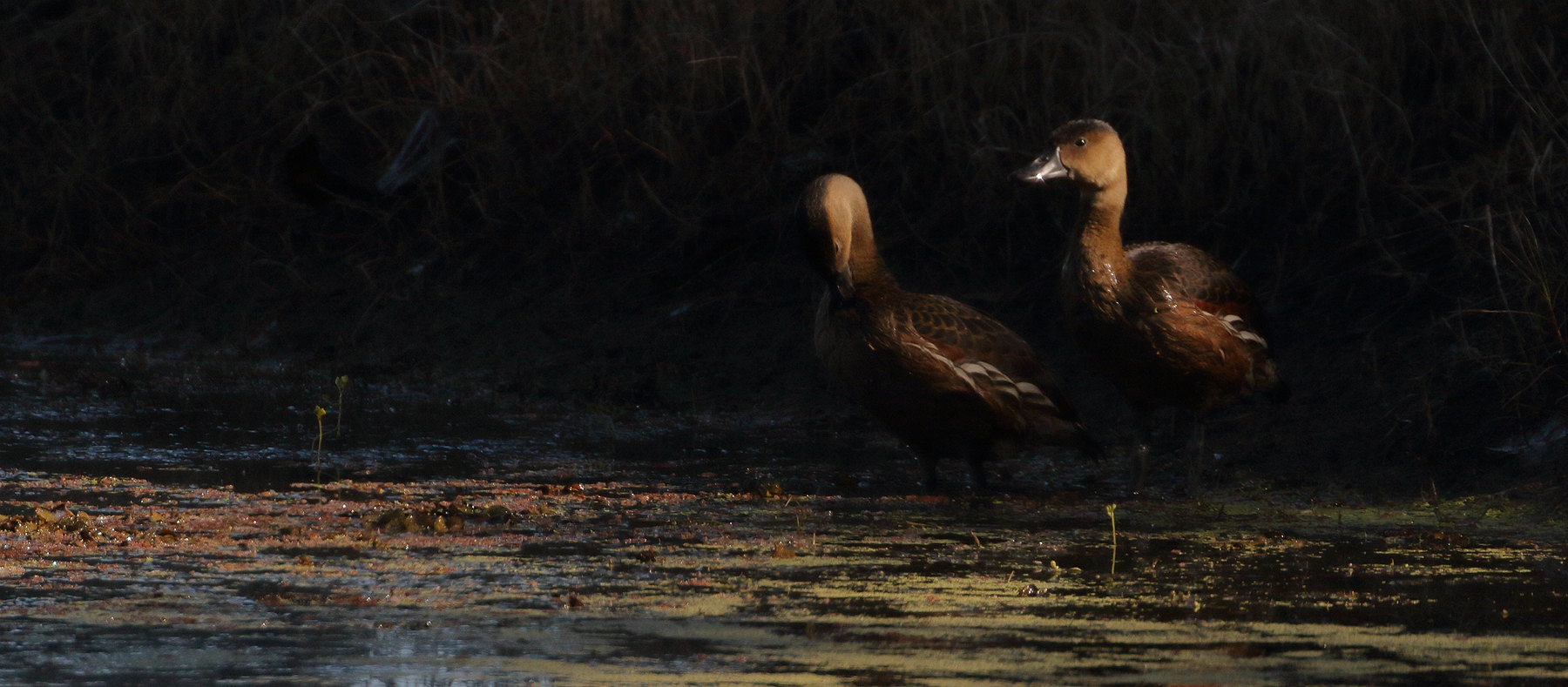 Wandering Whistling-Duck (Image ID 41178)
