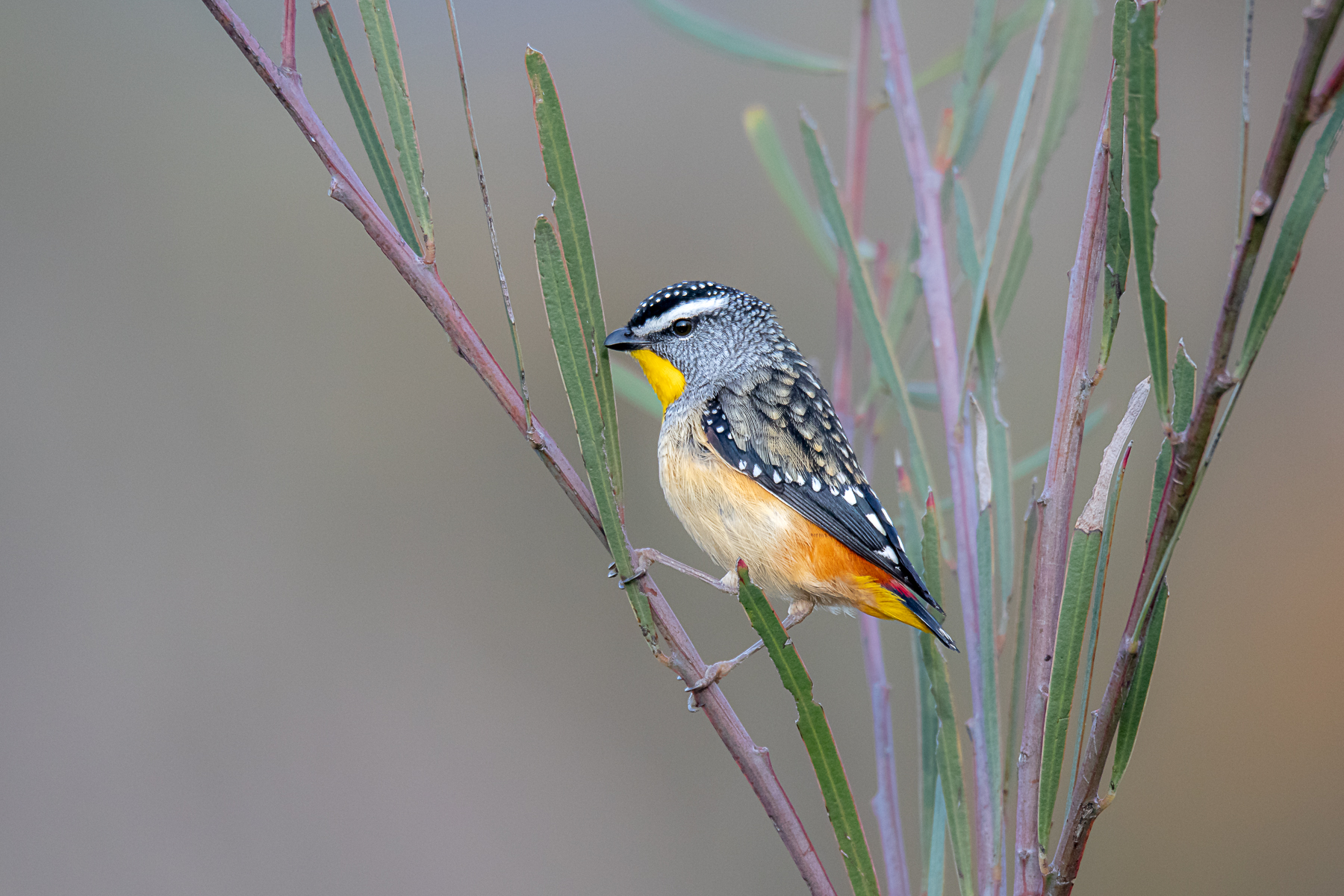 Spotted Pardalote (Image ID 42029)