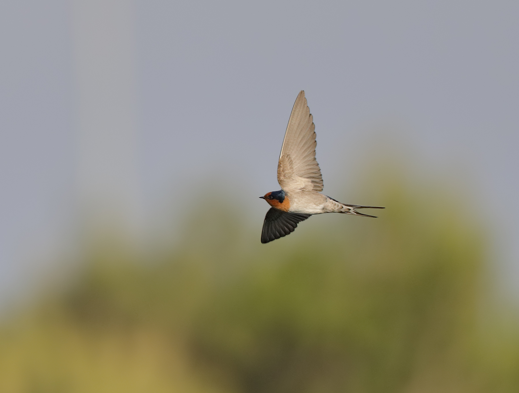 Welcome Swallow (Image ID 41662)