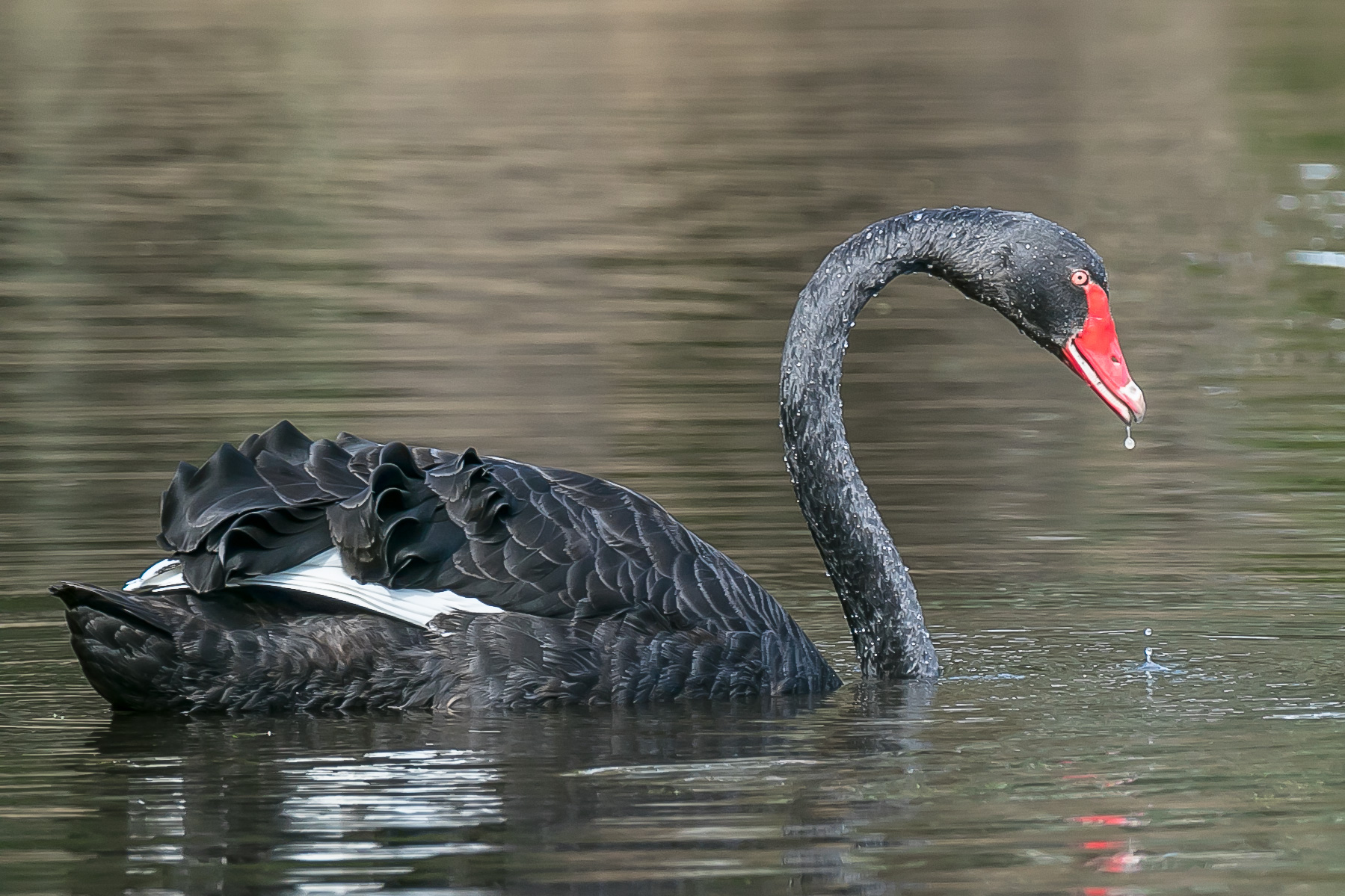 Black Swan (Image ID 42023)