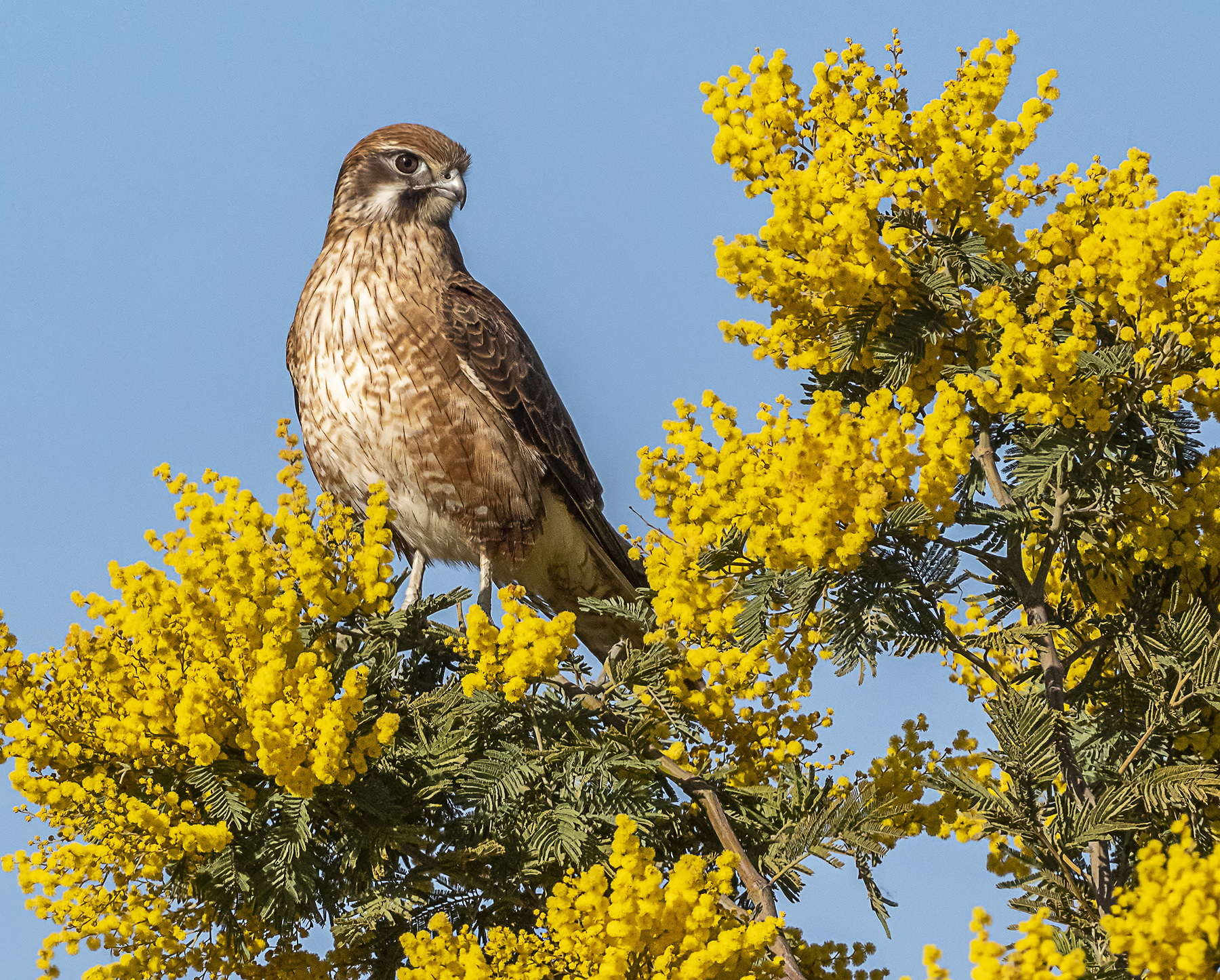 Brown Falcon (Image ID 41764)