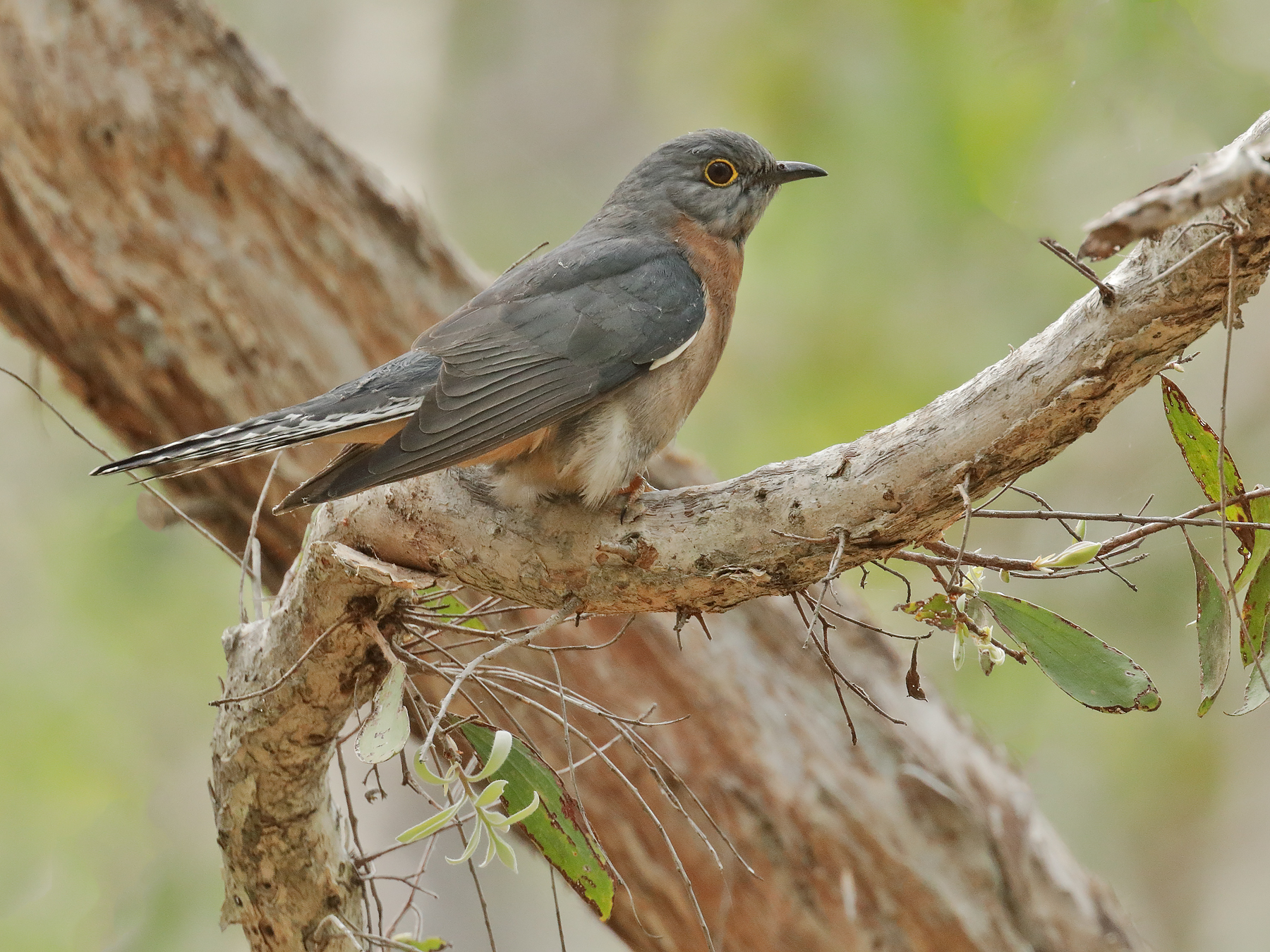 Fan-tailed Cuckoo (Image ID 42017)