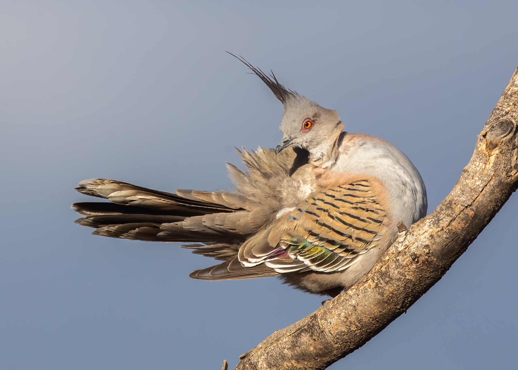 Crested Pigeon (Image ID 41882)