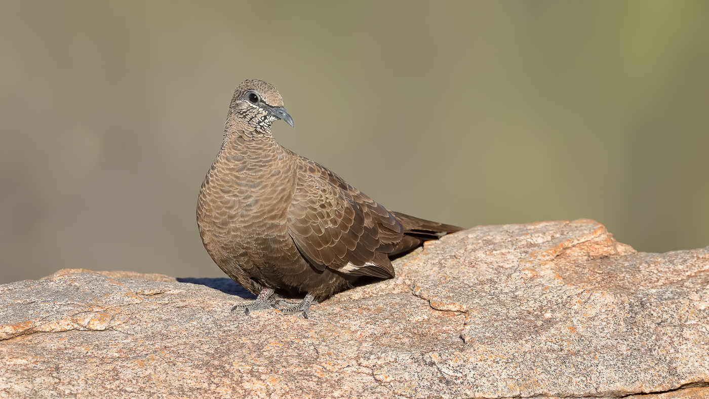White-quilled Rock-Pigeon (Image ID 41971)