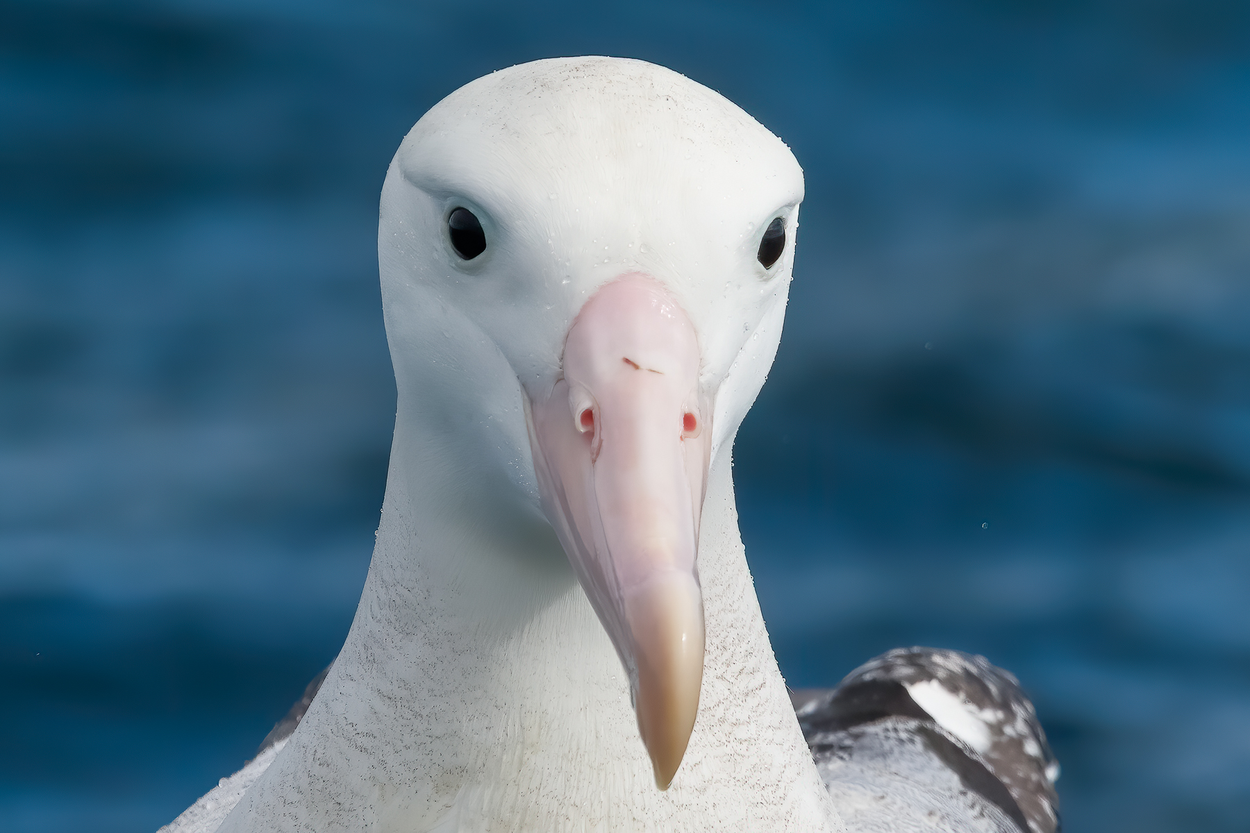 Southern Royal Albatross (Image ID 41820)