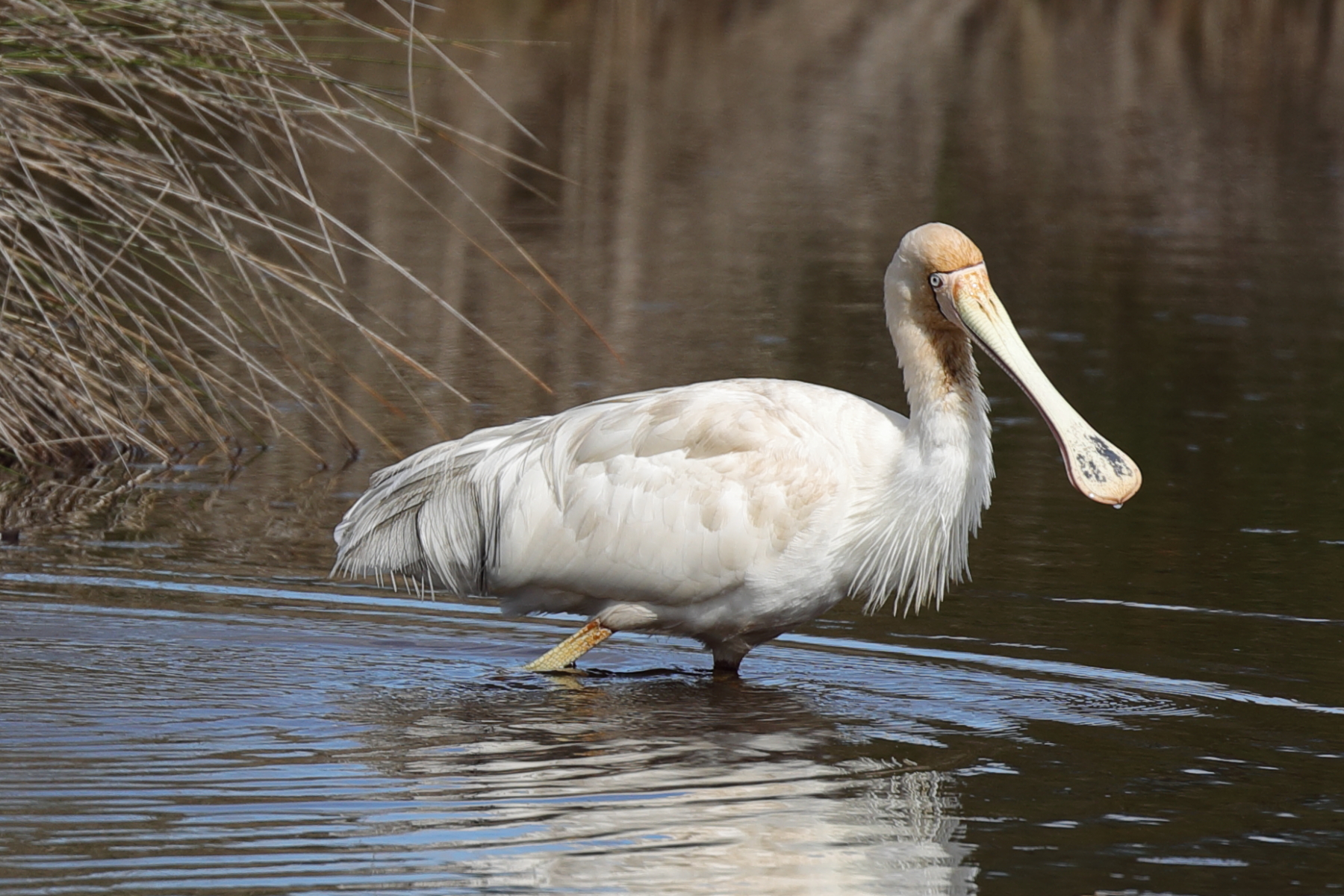 Yellow-billed Spoonbill (Image ID 41700)