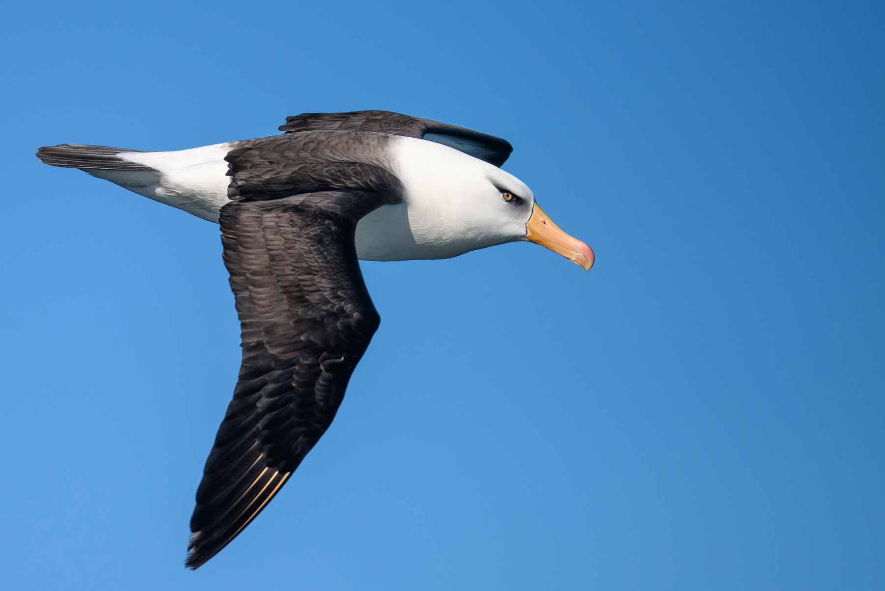 Campbell Albatross (Image ID 41863)