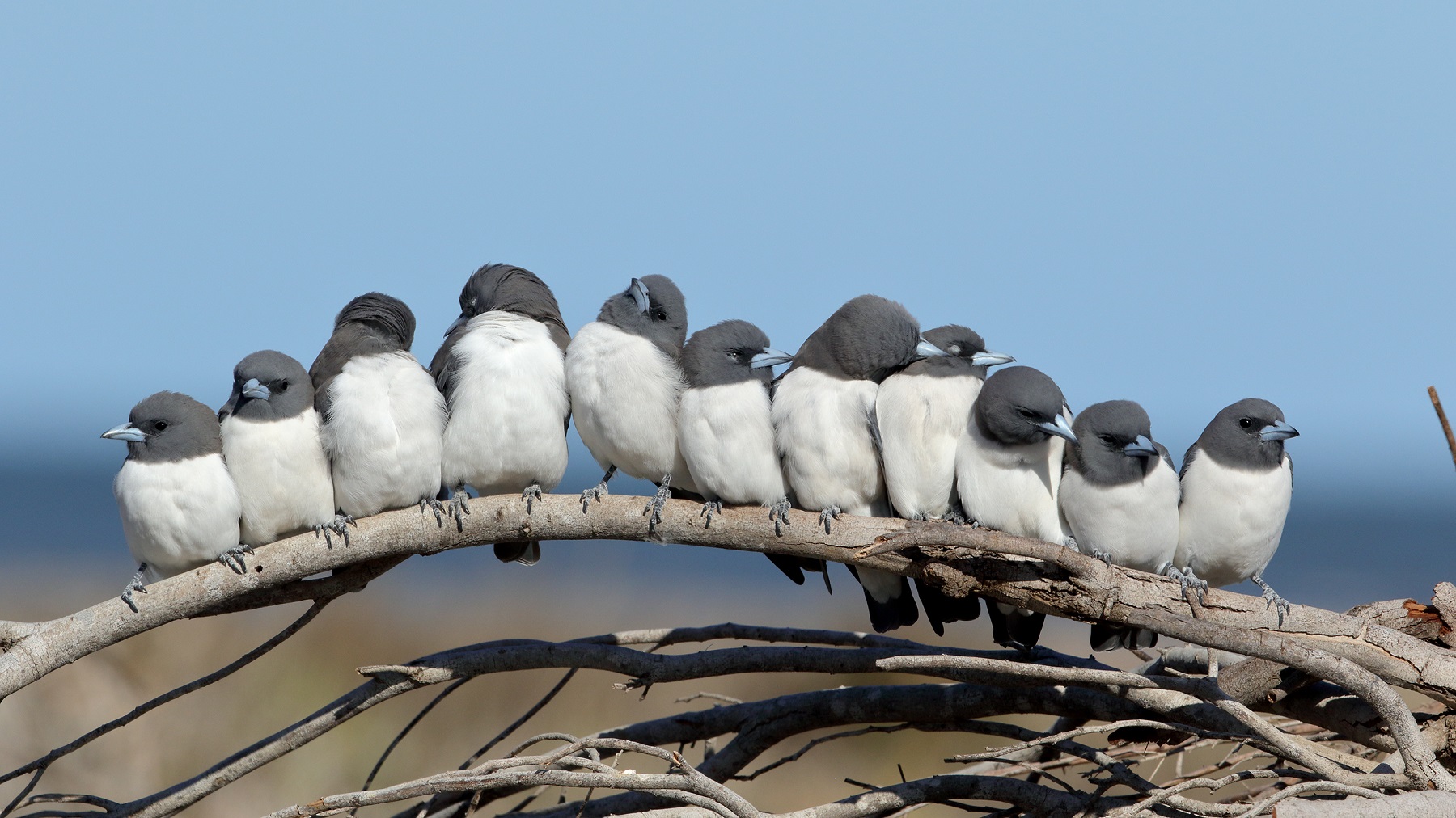 White-breasted Woodswallow (Image ID 41689)