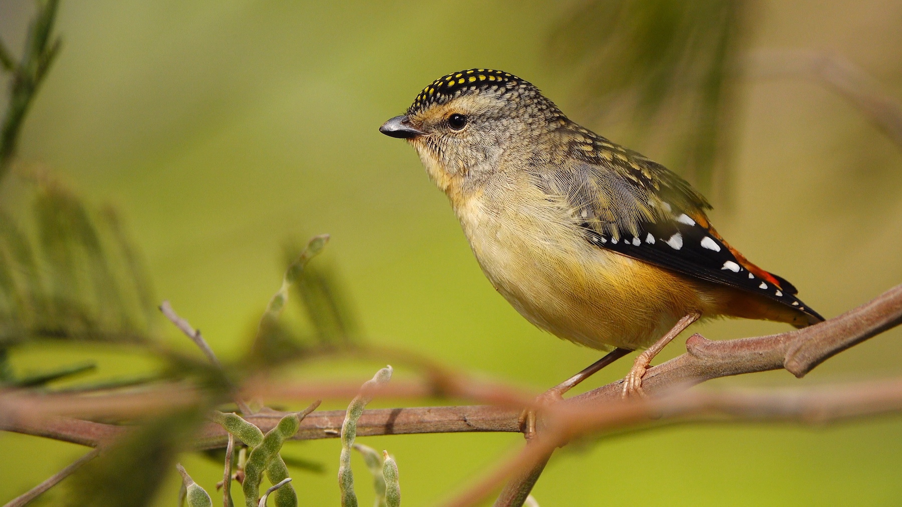 Spotted Pardalote (Image ID 42145)