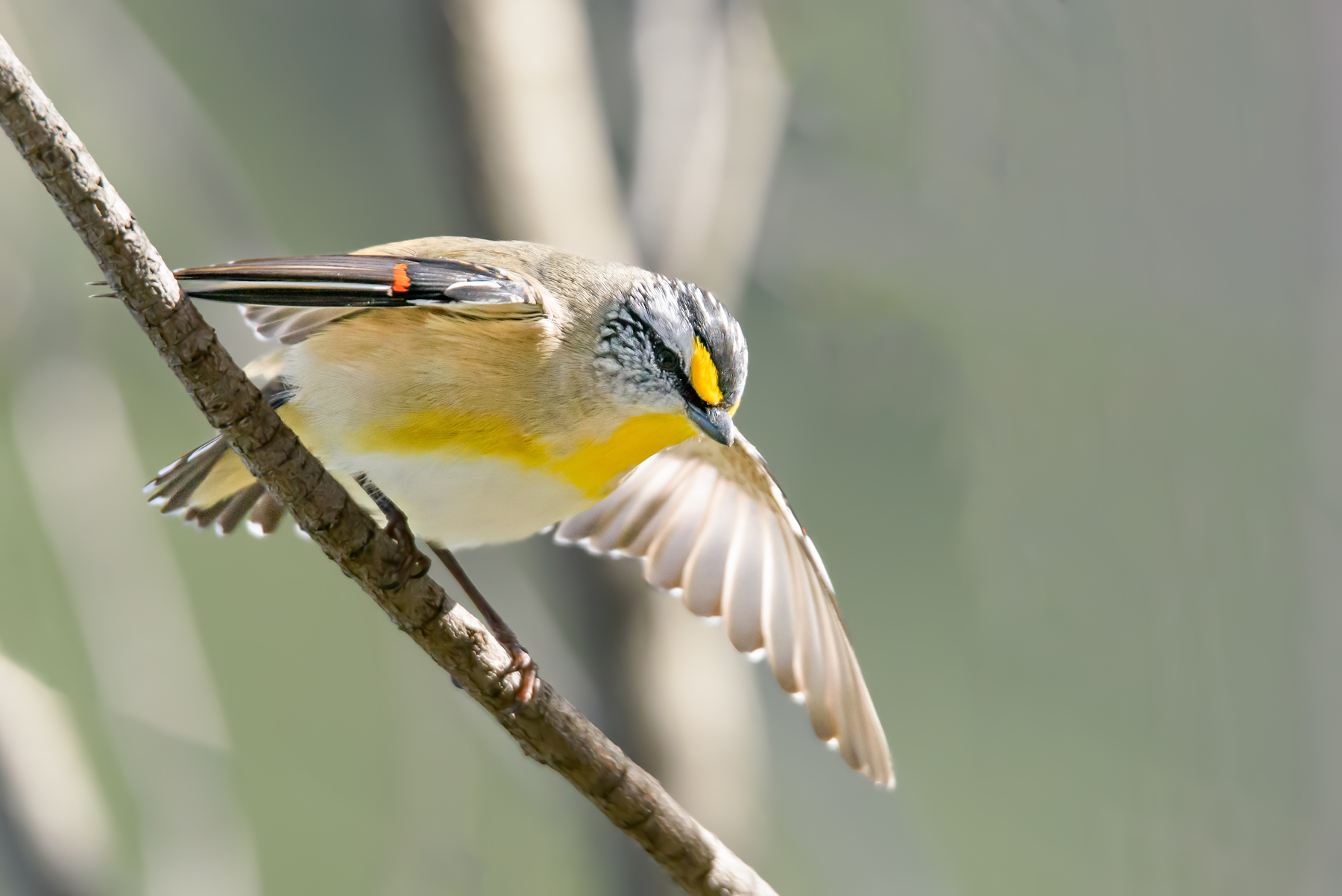 Striated Pardalote (Image ID 42123)