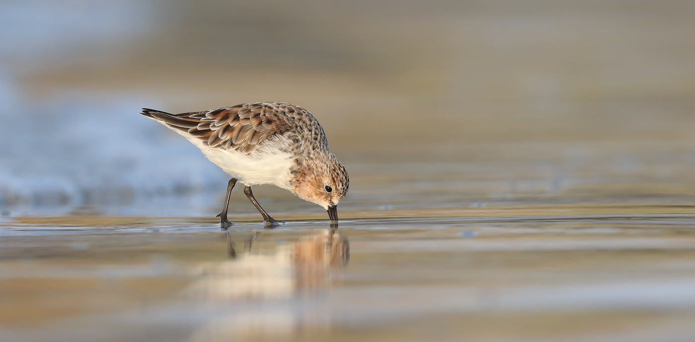 Red-necked Stint (Image ID 42090)