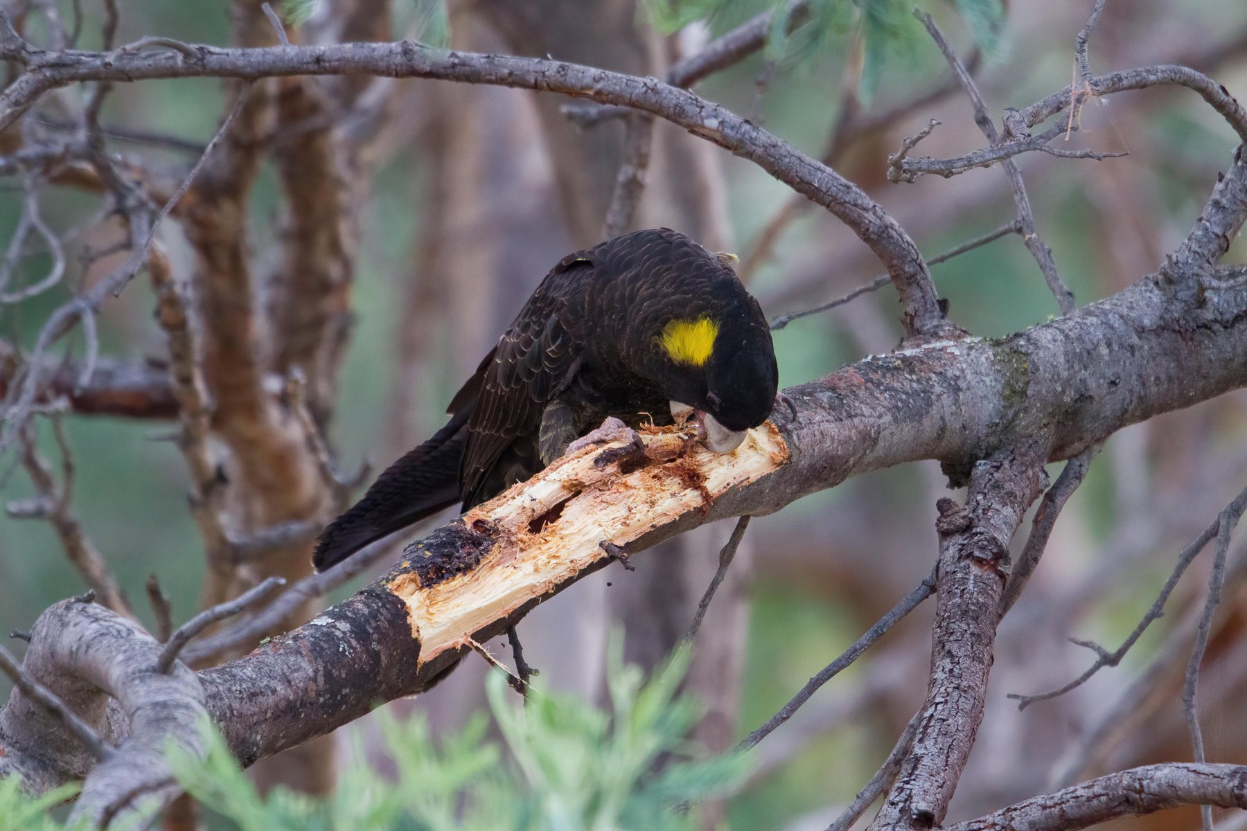 Yellow-tailed Black-Cockatoo (Image ID 42170)