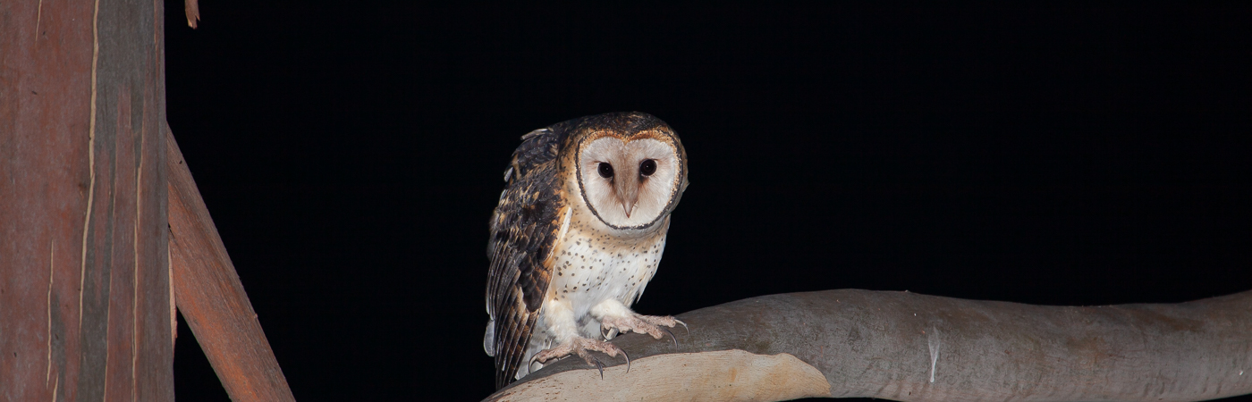 Masked Owl (Image ID 42171)