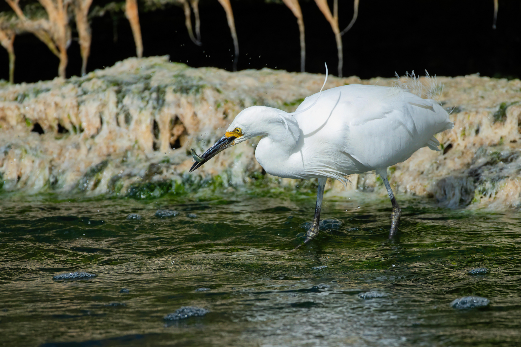 Little Egret (Image ID 42152)