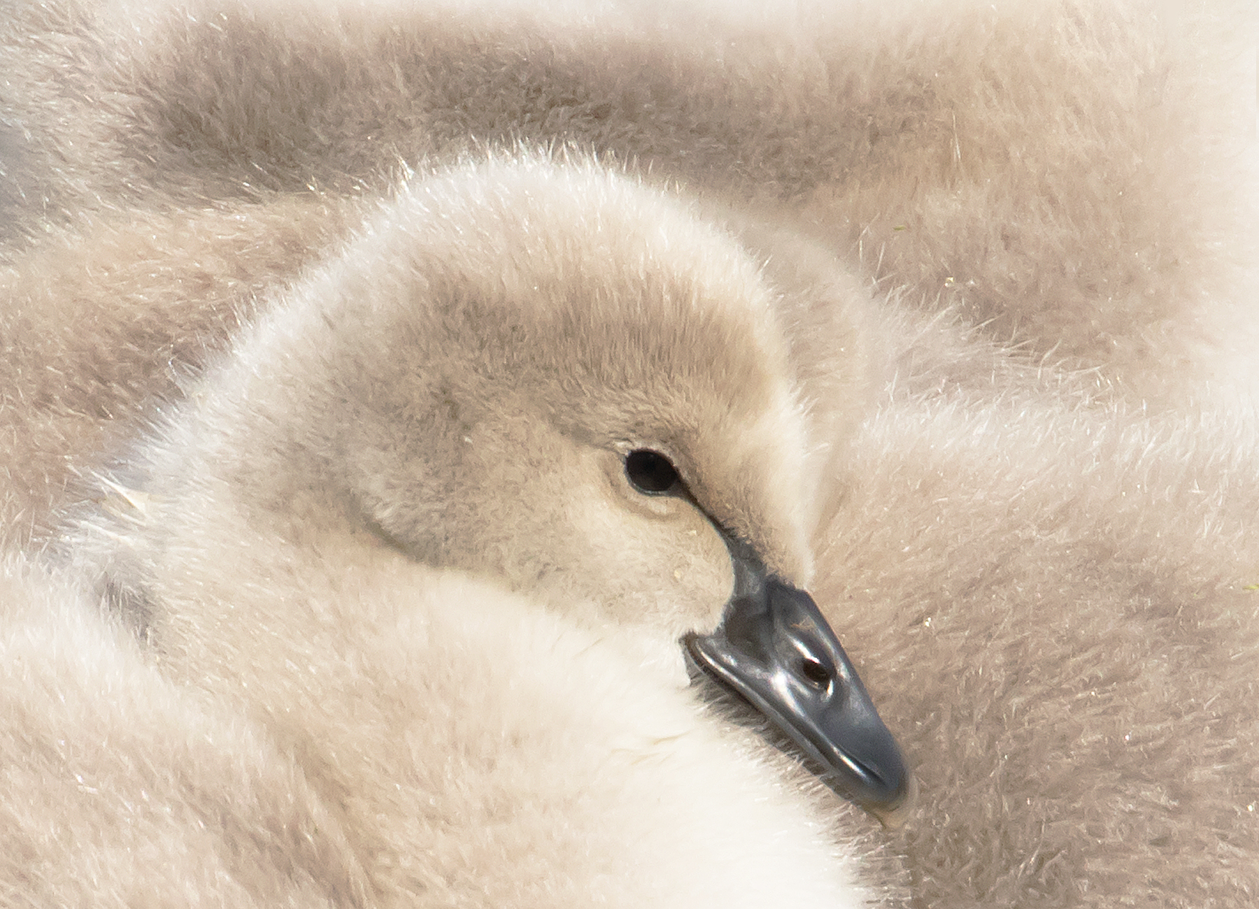 Black Swan (Image ID 42140)