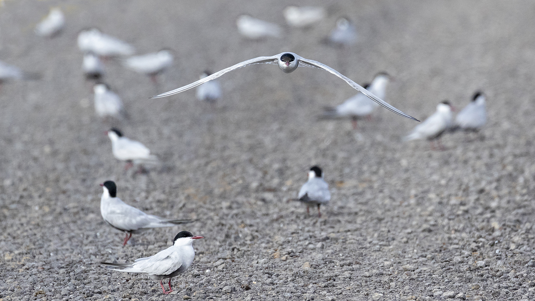 Whiskered Tern (Image ID 42159)