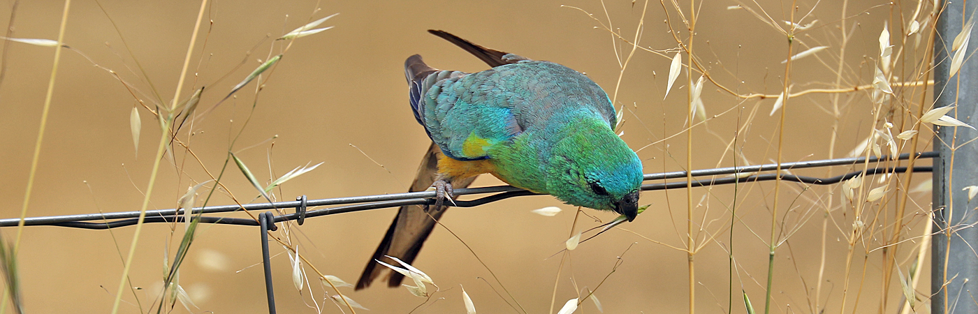 Red-rumped Parrot (Image ID 42084)