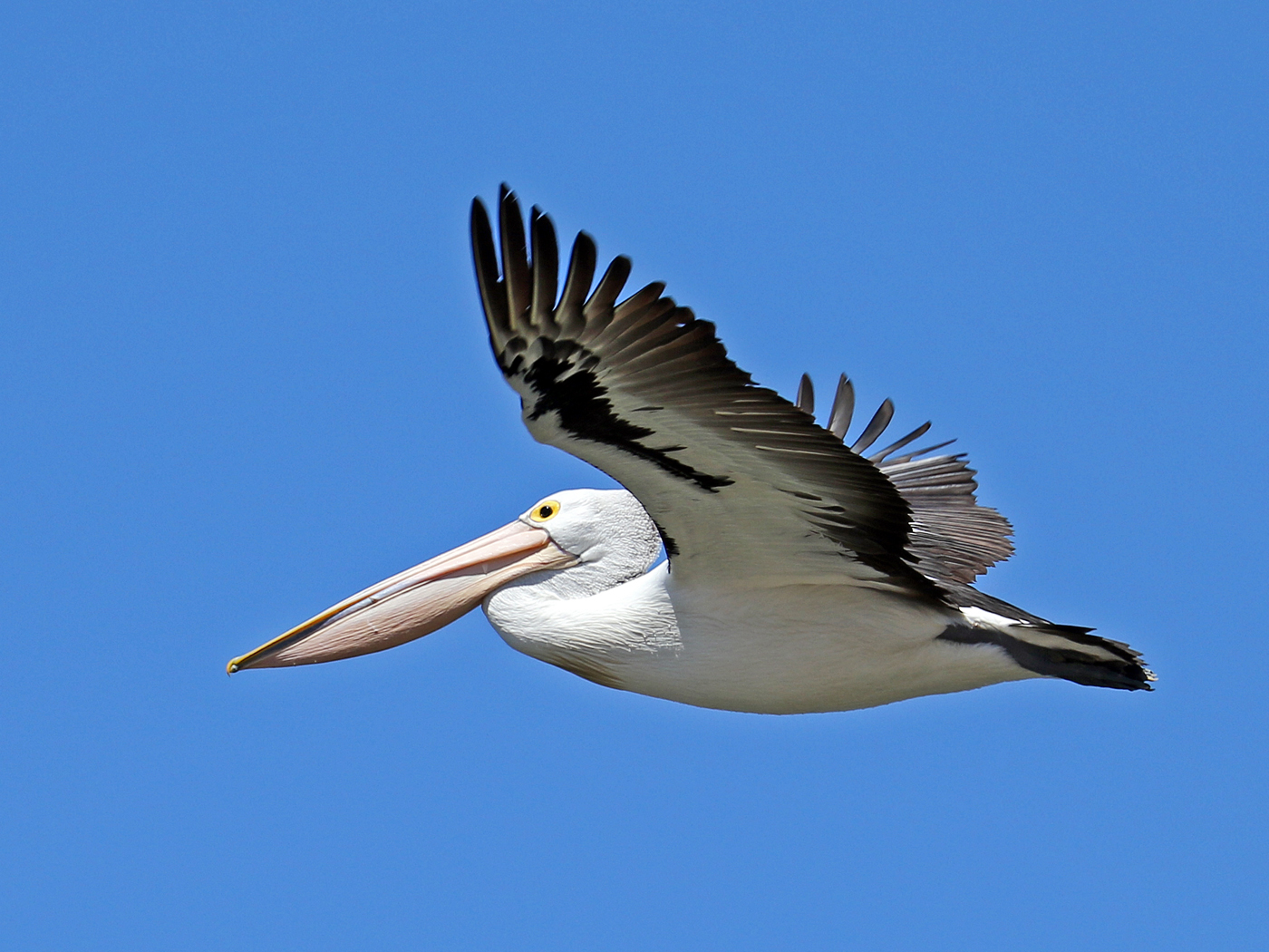 Australian Pelican (Image ID 42103)
