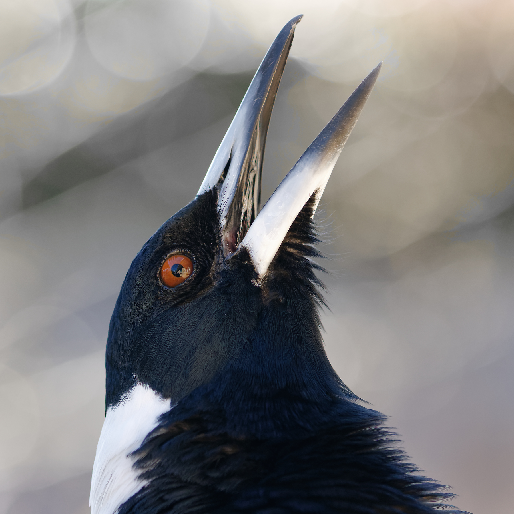 Australian Magpie (Image ID 42167)